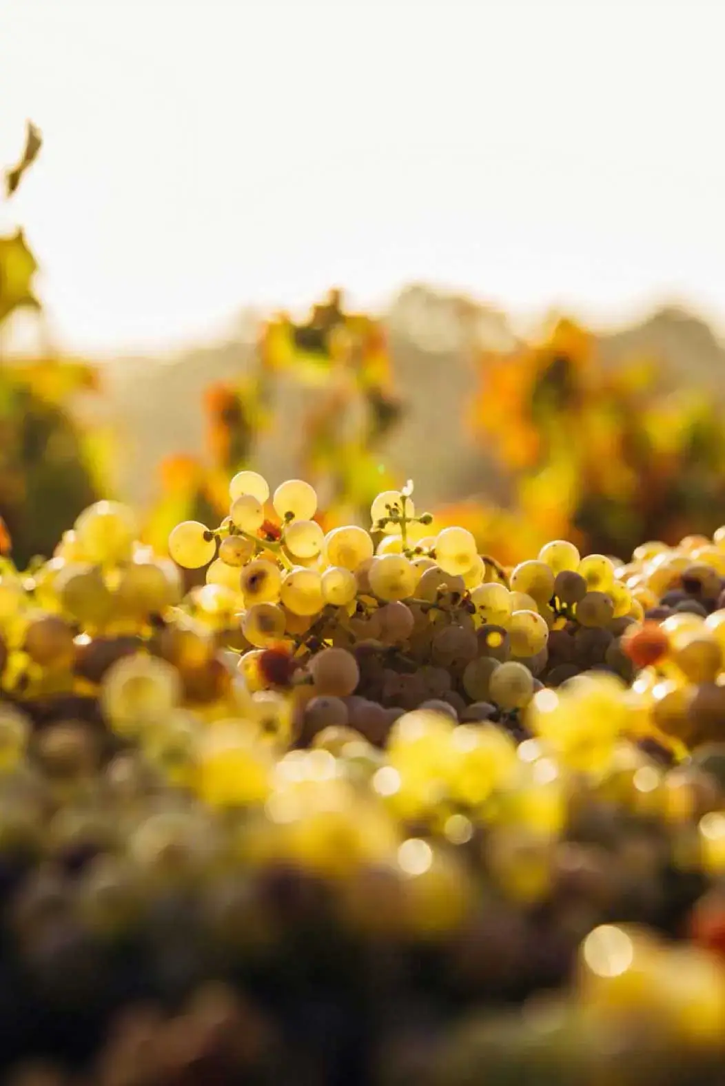 Message vocal accueil téléphonique - conseil productivité